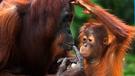 Orangutani na Sumatře a domorodé kmeny na Sulawesi