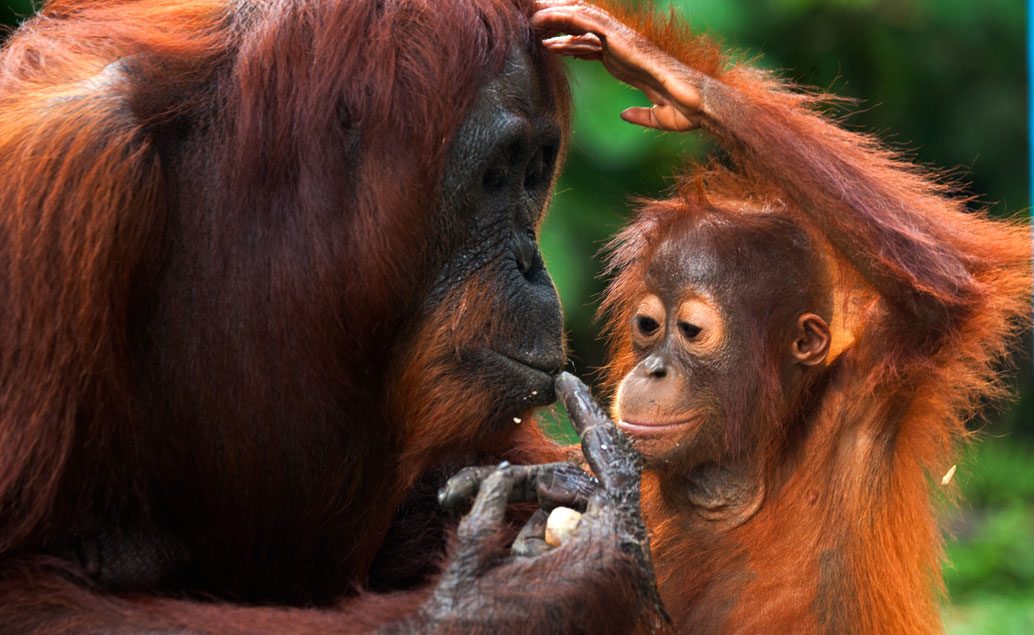 Orangutani na Sumatře a domorodé kmeny na Sulawesi